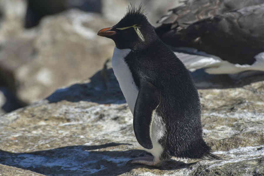 Pingüino Rockhopper - islas Falkland o Malvinas 06